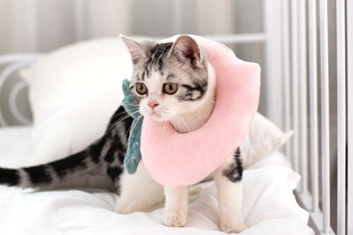 Adjustable Pet Neck Cone Recovery Pet Cat Recovery Collar Ca | Other