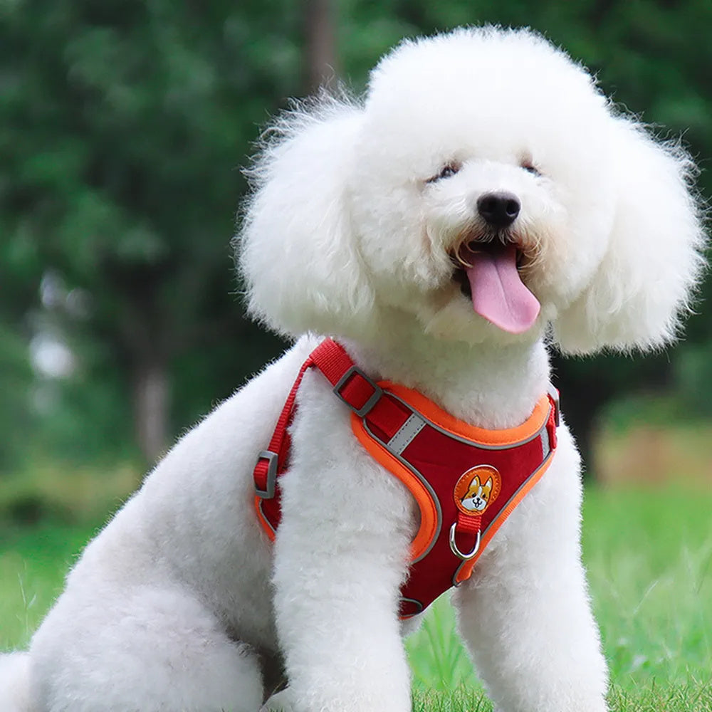 Dog Leash And Harness Set Pet Dog Harness And Leash Set | Other