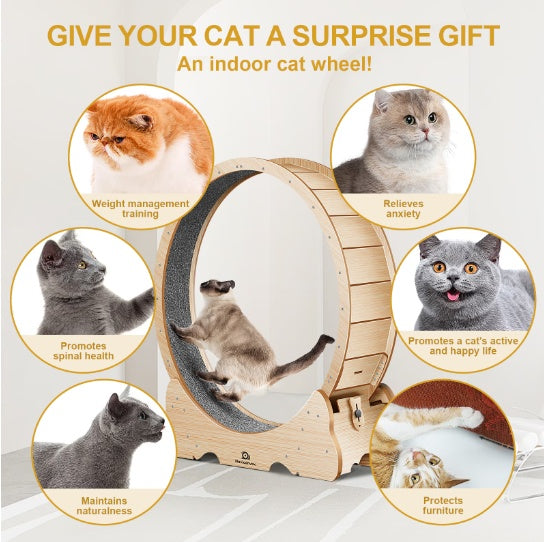 Cat Exercise Treadmill With Carpeted Runway | Other