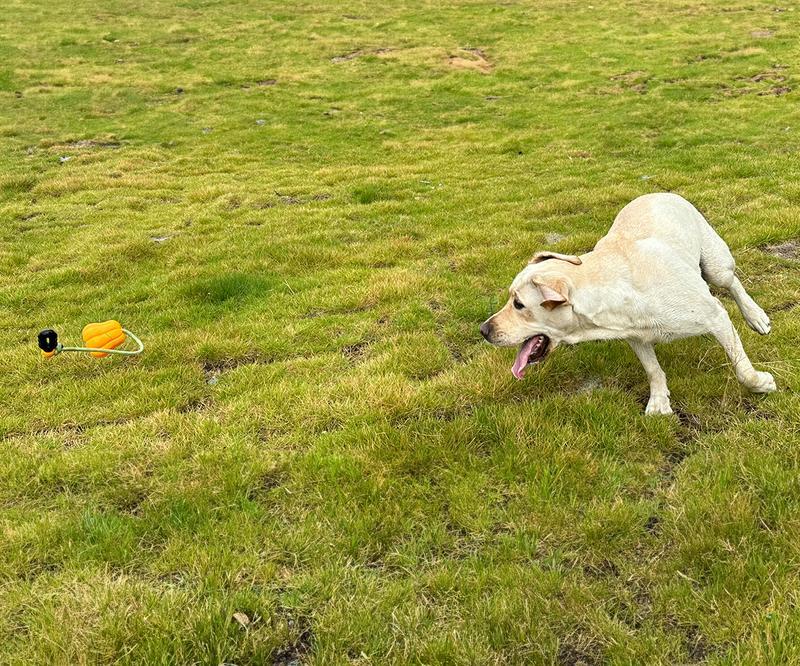 Prokel Dog Rope Fetch Exercise Toyformedium Large Aggressiv | Electronic Learning Toys