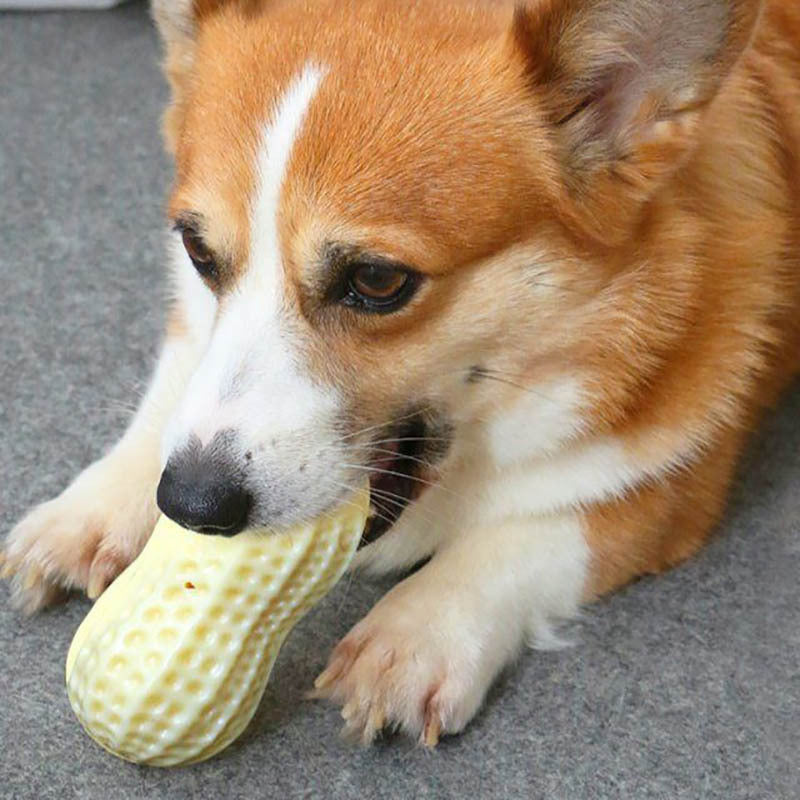 Funny Pet Dog Squeaky Toy For Small Middle Dogs Bite Resista | Electronic Learning Toys