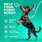 Probiotics For Dogs Gut Health Digestion Immunity Yeast Bala | Other